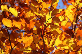 autumn leaves