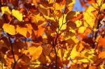 autumn leaves