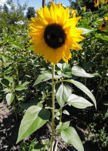 Sunflower