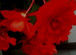 begonias of love