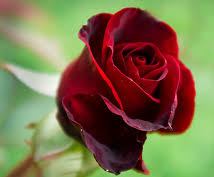 single-red-rose-3