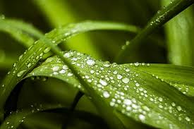 morning dew