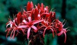 gymea lily (format)