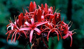gymea lily (format)