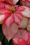 poinsetta