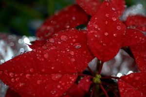 morning-rain-drops-on-poinsettia