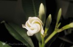 plumeria-blossoms-just-about-to-open