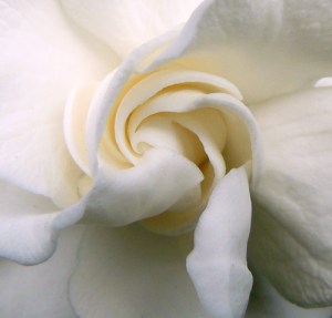 tuberose 3