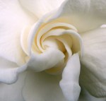 tuberose 3
