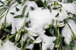 snowdrops-3237705_1280