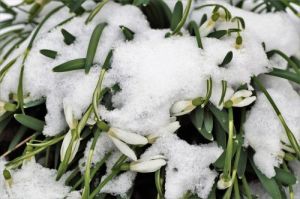 snowdrops-3237705_1280